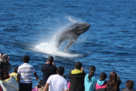 Tangalooma Island Resort Whale Watching Day Cruise With Dolphin Viewing - Pubs Melbourne 1