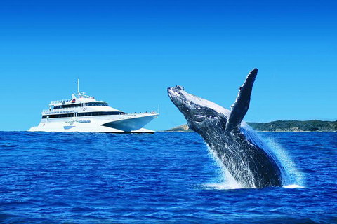Tangalooma Island Resort Whale Watching Day Cruise With Dolphin Viewing - Pubs Melbourne 2