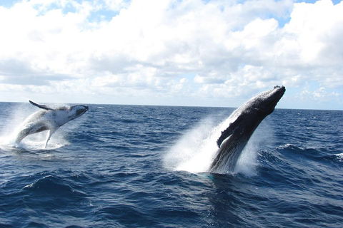 Tangalooma Island Resort Whale Watching Day Cruise With Dolphin Feeding - Pubs Melbourne 1