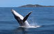 Tangalooma Island Resort Whale Watching Day Cruise With Dolphin Feeding - thumb 3