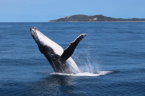 Tangalooma Island Resort Whale Watching Day Cruise With Dolphin Feeding - Pubs Melbourne 3