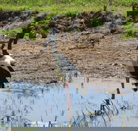 Darwin to Kakadu Day Trip by Air Including Yellow Water Cruise - Pubs Melbourne