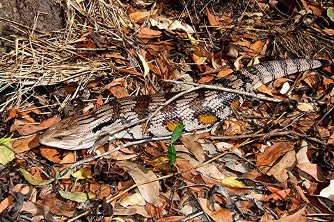 Hartley's Crocodile Adventures General Entry Ticket - Pubs Melbourne 5