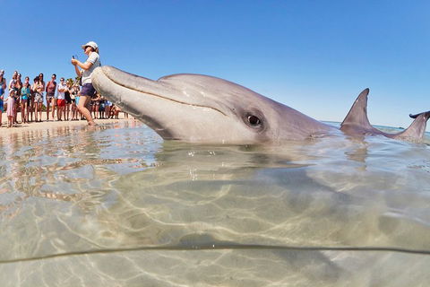 7-Day Exmouth Explorer Via Pinnacles Monkey Mia Ningaloo Reef Returning To Perth - Pubs Melbourne 1