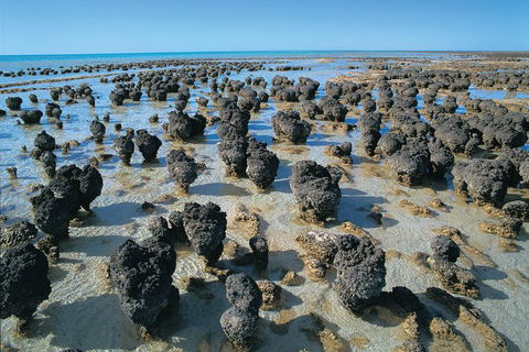 7-Day Exmouth Explorer Via Pinnacles Monkey Mia Ningaloo Reef Returning To Perth - Pubs Melbourne 3
