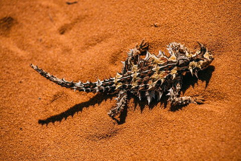 Pinnacles Sunset Dinner And Stargazing Experience A Small Group Tour - Pubs Melbourne 5
