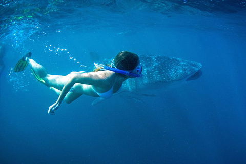 6-Day Coral Coaster From Perth To Exmouth One-Way Via Monkey Mia Ningaloo Reef - Pubs Melbourne 3