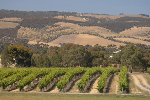 McLaren Vale And Glenelg Wine Tasting And Sightseeing (Half-day Afternoon) - Pubs Melbourne 2