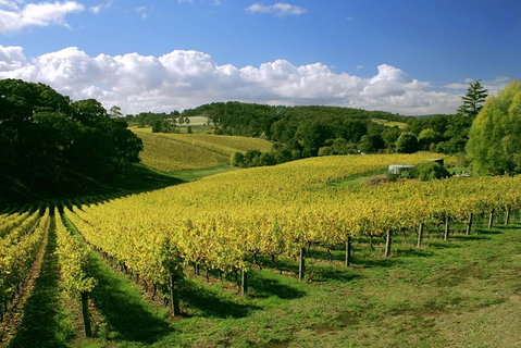 McLaren Vale And Glenelg Wine Tasting And Sightseeing (Half-day Afternoon) - Pubs Melbourne 4
