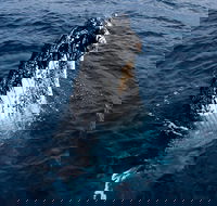 Phillip Island Whale Watching Tour - Pubs Melbourne