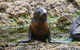 Phillip Island Seal-Watching Cruise - thumb 0