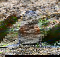 Phillip Island Seal-Watching Cruise - Pubs Melbourne