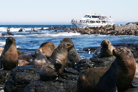 Phillip Island Seal-Watching Cruise - Pubs Melbourne 5