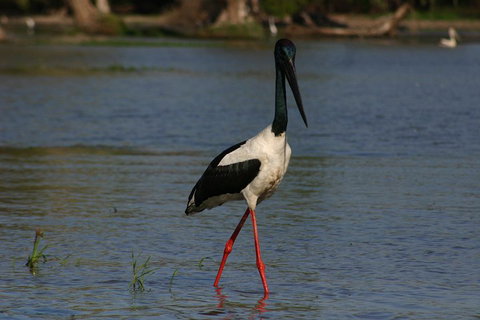 Litchfield And Jumping Crocodiles Full Day Trip From Darwin - Pubs Melbourne 1