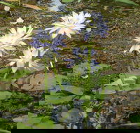 Yellow Water Cruise - Kakadu - Pubs Melbourne