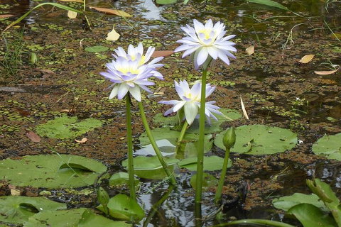 Yellow Water Cruise - Kakadu - Pubs Melbourne 0