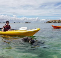 Seal Island and Penguin Island or Point Peron Sea Kayak Tour - Pubs Melbourne