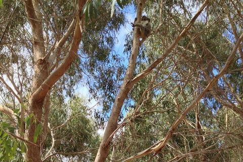 Kangaroo Island 4WD Tour - Best Of KI In 2 Days - Pubs Melbourne 0