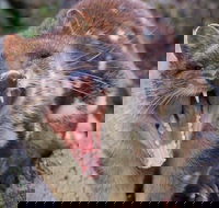 After Dark Tasmanian Devil Feeding Tour at Cradle Mountain - Pubs Melbourne