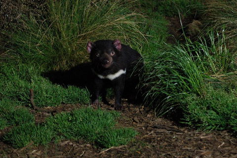 After Dark Tasmanian Devil Feeding Tour At Cradle Mountain - Pubs Melbourne 4
