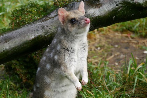 1-Hour Tasmanian Devil Feeding Day Tour At Cradle Mountain - Pubs Melbourne 0