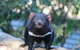 1-Hour Tasmanian Devil Feeding Day Tour At Cradle Mountain - thumb 1