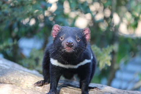 1-Hour Tasmanian Devil Feeding Day Tour At Cradle Mountain - Pubs Melbourne 1