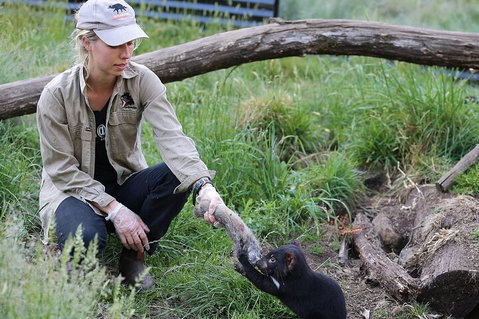 1-Hour Tasmanian Devil Feeding Day Tour At Cradle Mountain - Pubs Melbourne 2