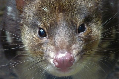 1-Hour Tasmanian Devil Feeding Day Tour At Cradle Mountain - Pubs Melbourne 3