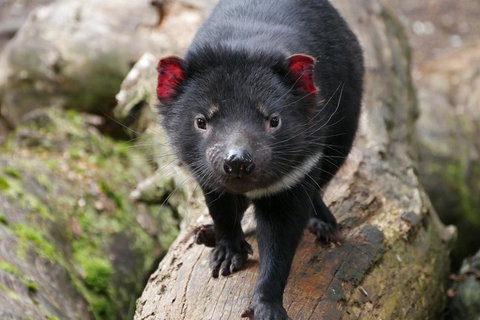 1-Hour Tasmanian Devil Feeding Day Tour At Cradle Mountain - Pubs Melbourne 4
