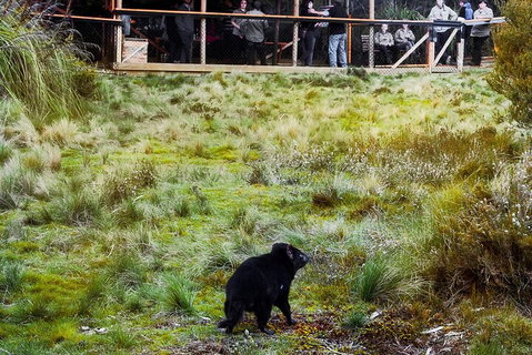 1-Hour Tasmanian Devil Feeding Day Tour At Cradle Mountain - Pubs Melbourne 5
