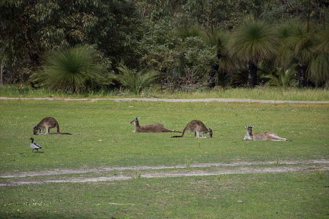 Yanchep & Lancelin - Wildlife, Cave And Sands - Pubs Melbourne 0