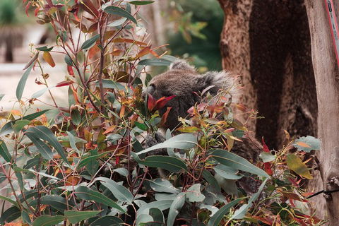 Yanchep & Lancelin - Wildlife, Cave And Sands - Pubs Melbourne 1