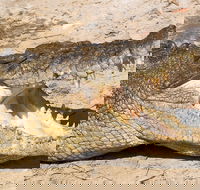 4-Day Cairns Ultimate Combo Daintree Rainforest Reef Kuranda  Paronella Park - Pubs Melbourne