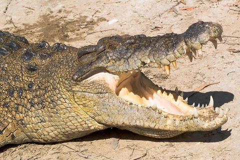 4-Day Cairns Ultimate Combo: Daintree Rainforest, Reef, Kuranda & Paronella Park - Pubs Melbourne 0