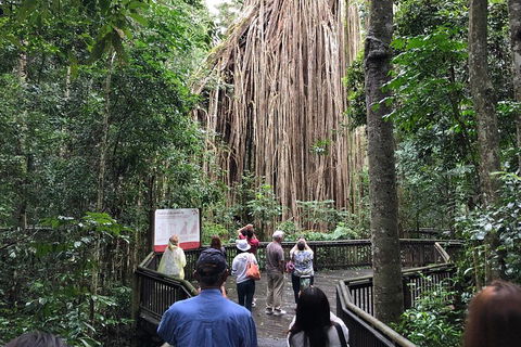 4-Day Cairns Ultimate Combo: Daintree Rainforest, Reef, Kuranda & Paronella Park - Pubs Melbourne 5