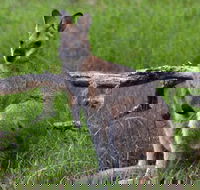 Ultimate Blue Mountains and Wildlife Tour - Pubs Melbourne
