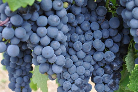 Barossa Valley Cellar Doors Luxury Wine Tour - Pubs Melbourne 4