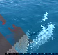 Noosa Thriller - 500hp Ocean Adventure Ride - Pubs Melbourne