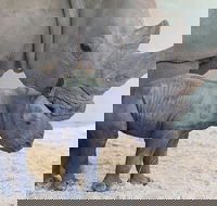 Croc Express to Australia Zoo from Gold Coast - Pubs Melbourne