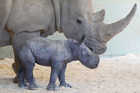 Croc Express To Australia Zoo From Gold Coast - Pubs Melbourne 0