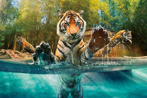 Croc Express To Australia Zoo From Gold Coast - Pubs Melbourne 3