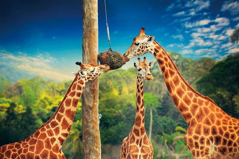 Croc Express To Australia Zoo From Gold Coast - Pubs Melbourne 5