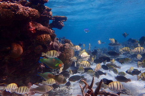 Lagoon Explorer - Ningaloo Reef Full-Day Kayaking And Snorkeling Adventure - Pubs Melbourne 2