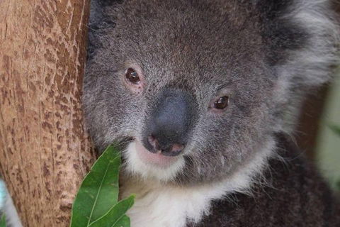 All Inclusive Blue Mountains Small-Group Day Trip From Sydney - Pubs Melbourne 1