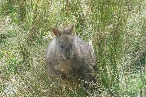 Leven Canyon Day Trip Including Wings Wildlife Park Or Gunns Plains Caves - Pubs Melbourne 3