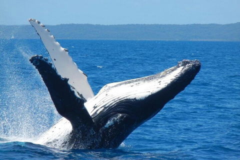 Mooloolaba Whale Watching Tour - Pubs Melbourne 0