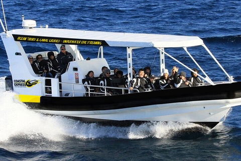 Mooloolaba Whale Watching Tour - Pubs Melbourne 1