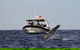 Mooloolaba Whale Watching Tour - thumb 3