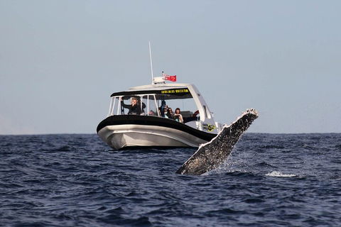 Mooloolaba Whale Watching Tour - Pubs Melbourne 3
